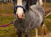 Welsh Section A Gelding Rising 2 y/o