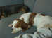 Female Cavalier Spaniel