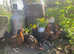 Point of lay fully vaccinated point of lay pullets