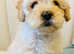 Cockapoo puppies for sale