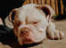 Male Olde English Bulldogge