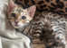 TICA reg male Bengal Kitten