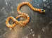 Tarahumara Mountain Kingsnake at Birmingham Reptiles