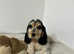 1 stunning cocker spaniel boy available