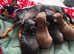 Teacup Russian Toy terriers ready to be reserved 1,4kg to 2kg