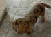 Beautiful dachshund