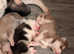 Siberian Husky Puppys