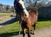 Welsh d filly