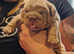 English bulldog chunky puppies