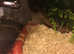 Two snakes female  both live in own