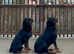 Female. Girl. Pedigree German Rottweiler Bitch puppy. Ready now.