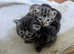 Beautiful Kittens Ready to Go 13th May