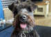 Schnauzer miniature k c registered