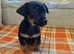 yorkie russel puppies