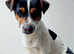 Nice jack russel male