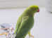 Indian ringnick parrot for sale