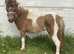 Shetland colt