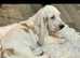 Basset Hound Male Puppy age 4 Months Stunning boy
