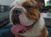 Springador & English Bulldog