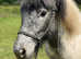 Stunning spotty Shetland x DHP