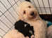 Last female pup