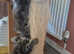 Last 2 Stunning Siberian kittens ready to leave!