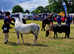 11.2 Welsh Section A Gelding