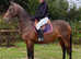 16h 6 year old mare