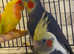 Very beautiful birds for sale