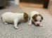 Miniature Jack Russell puppies for sale