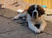 Beautiful female saint bernard