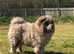 Stunning rare exotic mini chow chow puppies for sale