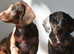 Mini smooth dachshunds