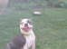 Blue Boston terrier