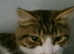 Mixed Breed bengal long haired kitten