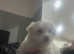 9weeks boy