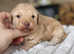 MALTIPOO PUPPIES AVAILABLE