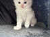 Beautiful pure bred ragdoll kitten litter