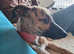 Female whippet 7 months old