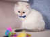 British longhair, blue eyes, registed kittens