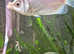 kissing gourami