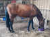 Pure Cleveland stallion only available for stud or competition home