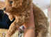 F2B Cavapoochon puppy for sale £1500 LAST ONE LEFT