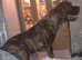 Female Cane Corso