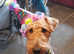 Local KC stud dog wanted