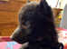 Wolfdog puppies 70/80% grey wolf