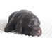 Healthy Chocolate merle f2b cockapoo litter