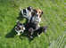 Jack Russell Puppies