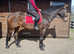 Belle 16.2hh Irish Sports Horse
