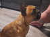 Male French bulldog kc registered